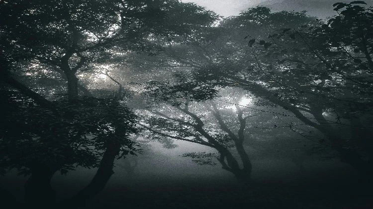 There are many large trees standing here. It's also a bit dark.